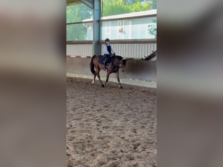 Deutsches Reitpony Wallach 11 Jahre 148 cm Brauner in Winsen (Aller)