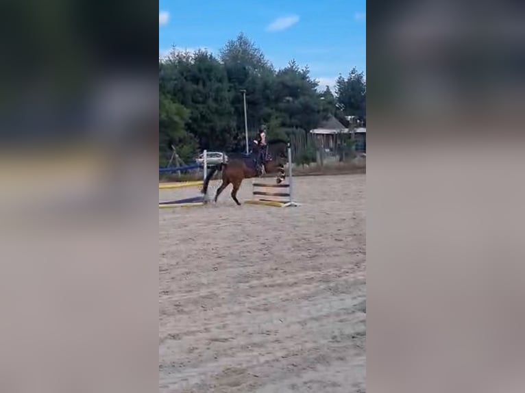 Deutsches Reitpony Wallach 11 Jahre 148 cm Brauner in Winsen (Aller)