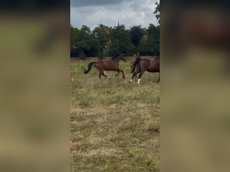 Deutsches Reitpony Wallach 11 Jahre 148 cm Brauner in Winsen (Aller)