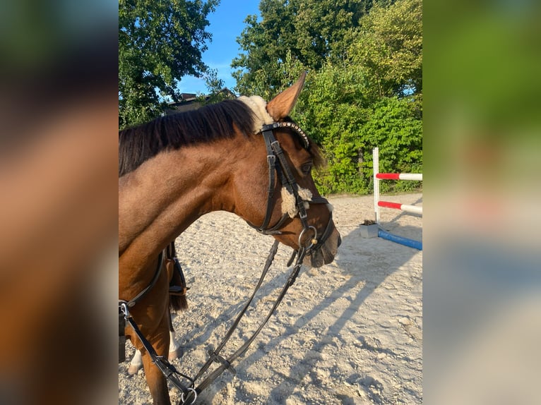Deutsches Reitpony Wallach 11 Jahre 148 cm Brauner in Winsen (Aller)