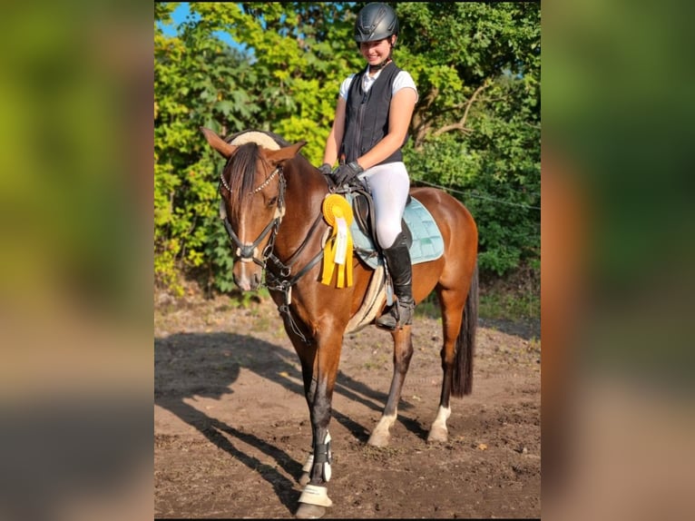 Deutsches Reitpony Wallach 11 Jahre 148 cm Brauner in Winsen (Aller)