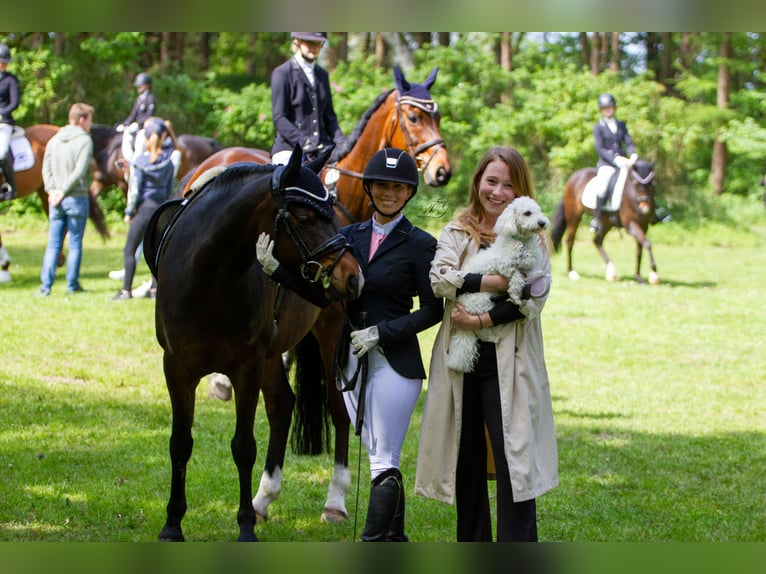 Deutsches Reitpony Wallach 11 Jahre 148 cm Brauner in Wolmersdorf