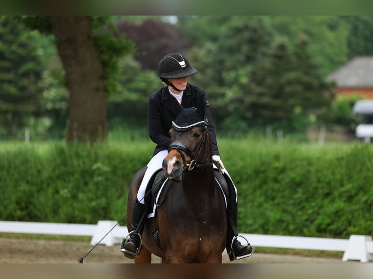 Deutsches Reitpony Wallach 11 Jahre 148 cm Brauner in Wolmersdorf