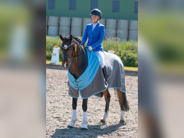 Deutsches Reitpony Wallach 11 Jahre 148 cm Brauner in Wolmersdorf