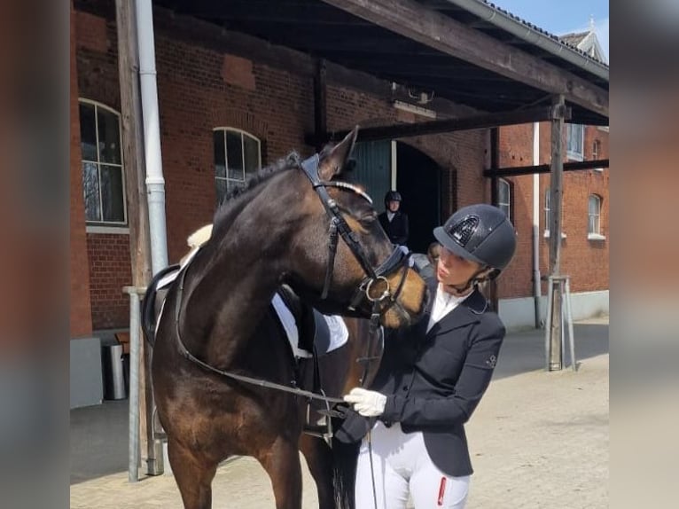 Deutsches Reitpony Wallach 11 Jahre 148 cm Brauner in Wolmersdorf