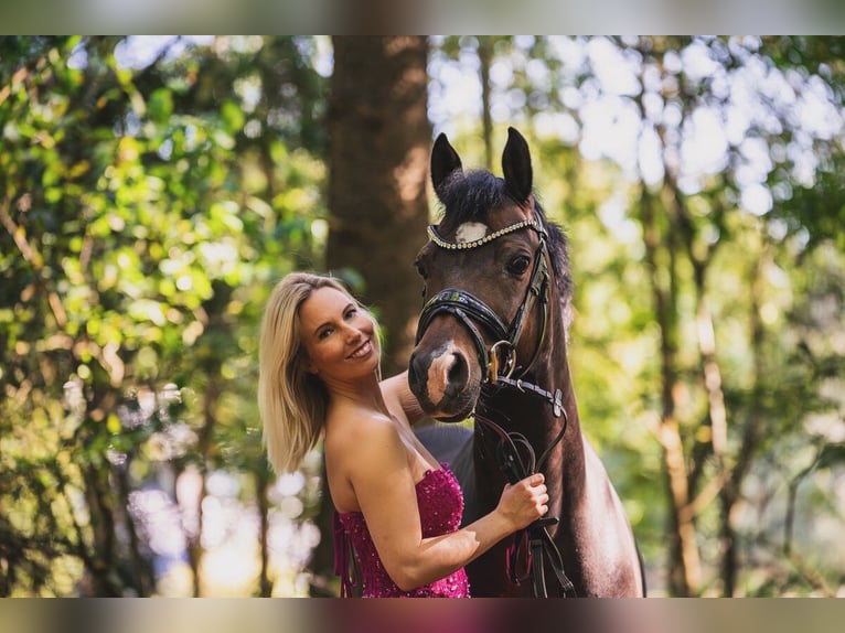 Deutsches Reitpony Wallach 11 Jahre 148 cm Brauner in Wolmersdorf