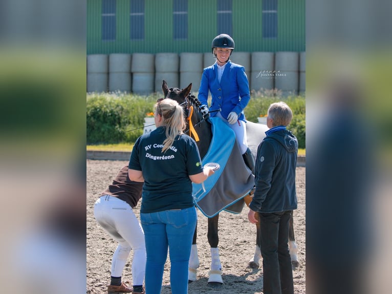 Deutsches Reitpony Wallach 11 Jahre 148 cm Brauner in Wolmersdorf