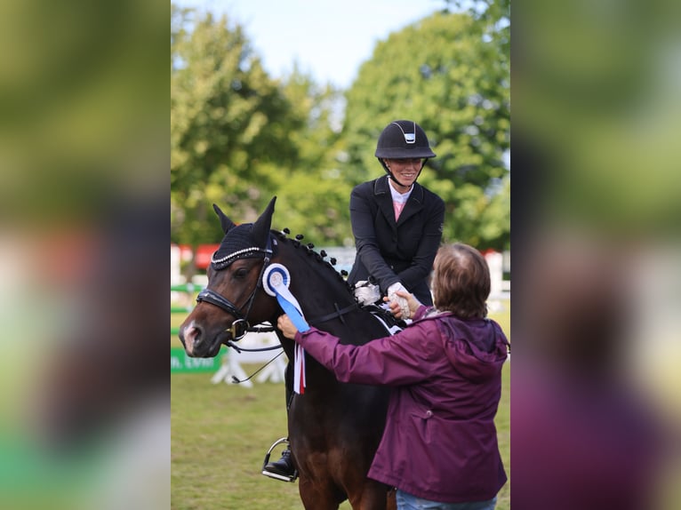 Deutsches Reitpony Wallach 11 Jahre 148 cm Brauner in Wolmersdorf
