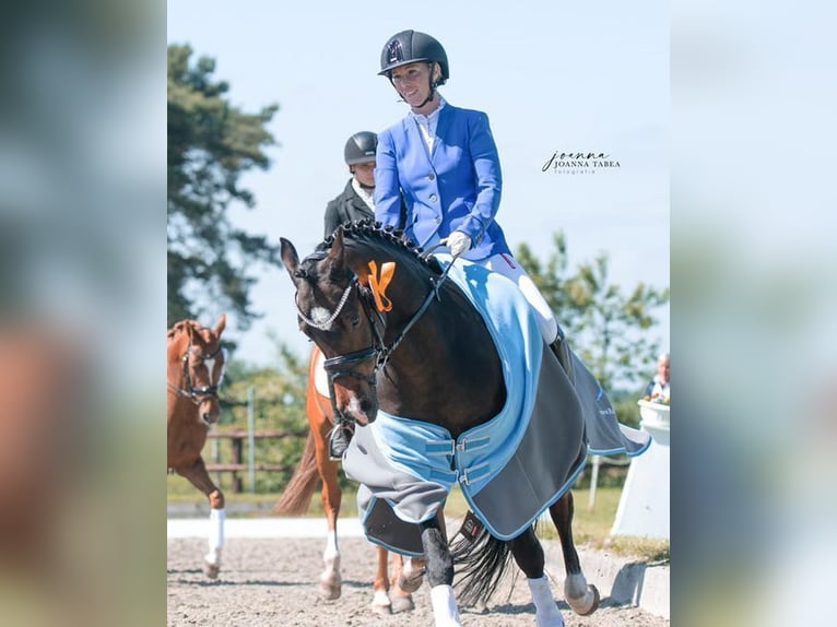 Deutsches Reitpony Wallach 11 Jahre 148 cm Brauner in Wolmersdorf