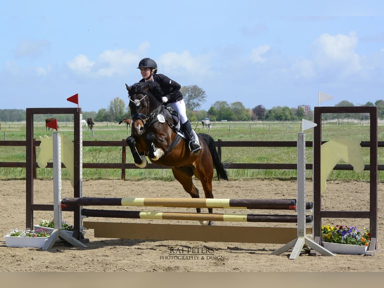 Deutsches Reitpony Wallach 11 Jahre 148 cm Brauner in Wolmersdorf