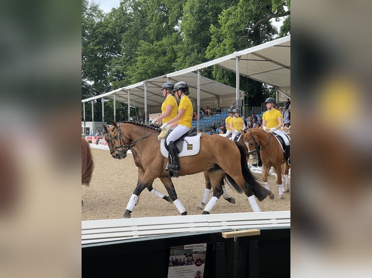 Deutsches Reitpony Wallach 11 Jahre 148 cm Brauner in Wedemark