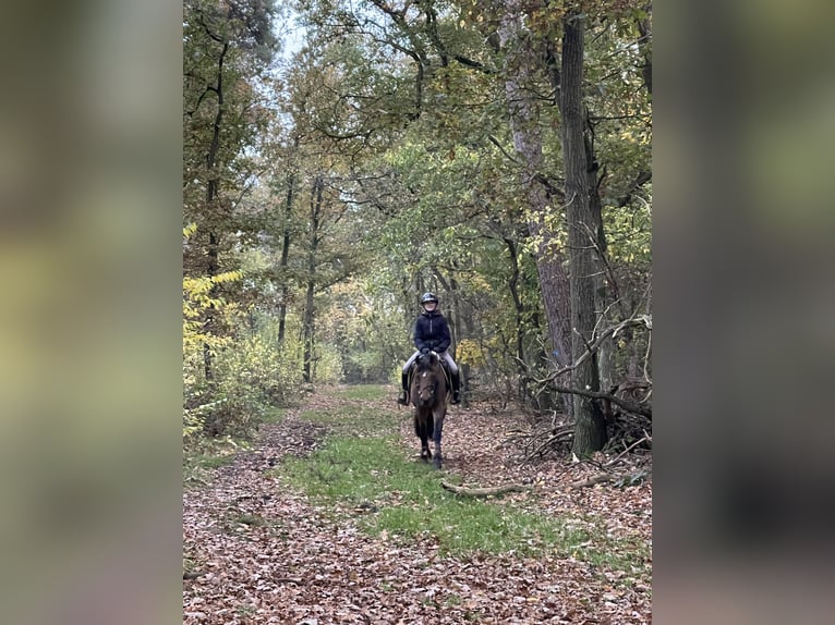 Deutsches Reitpony Wallach 11 Jahre 148 cm Brauner in Wedemark