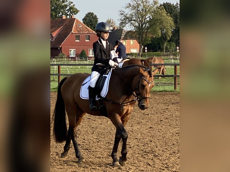Deutsches Reitpony Wallach 11 Jahre 148 cm Brauner in Wedemark
