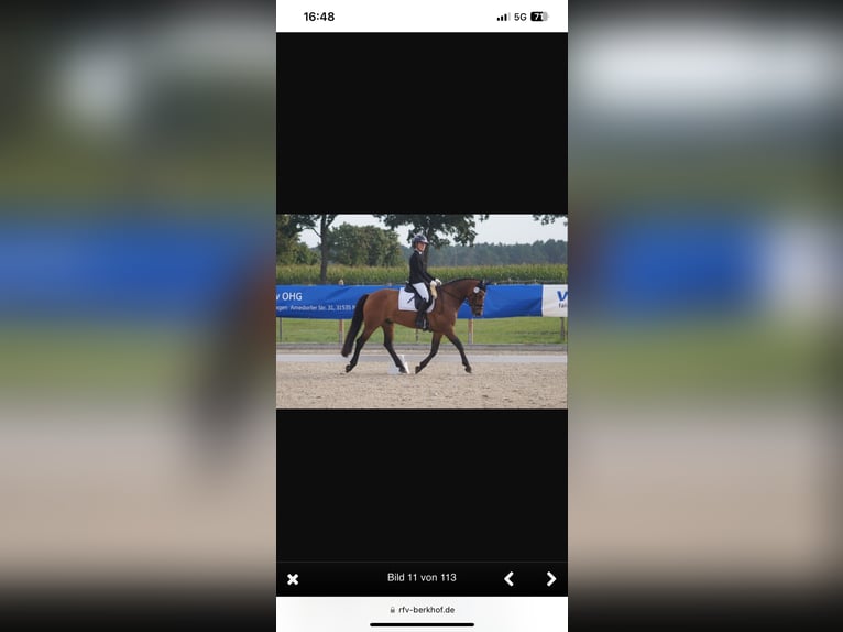 Deutsches Reitpony Wallach 11 Jahre 148 cm Brauner in Wedemark