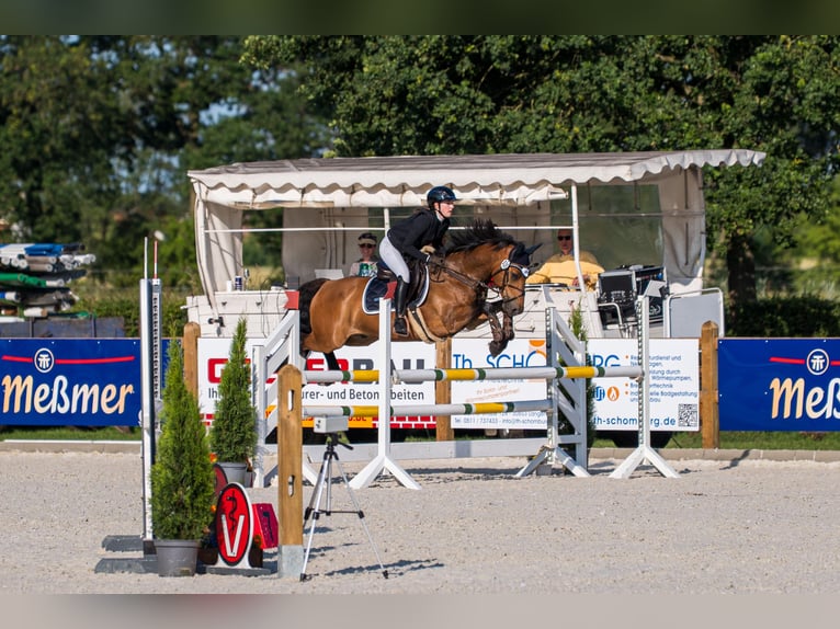 Deutsches Reitpony Wallach 11 Jahre 148 cm Brauner in Wedemark