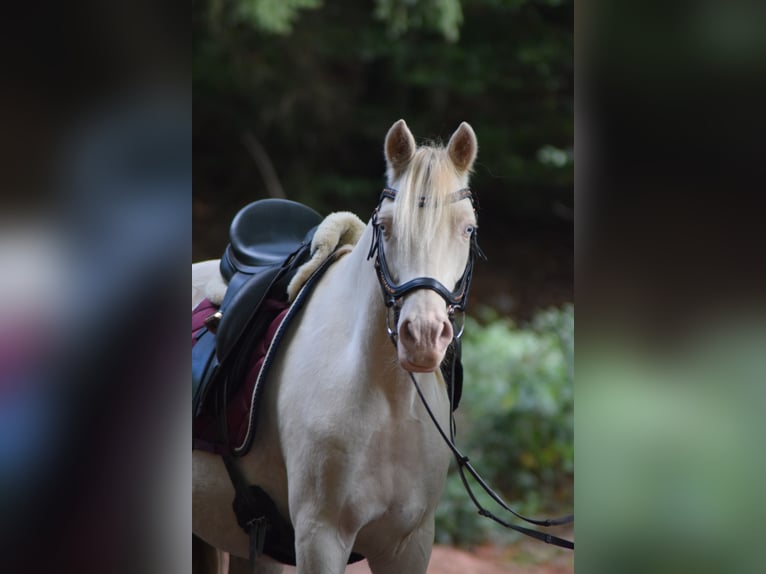Deutsches Reitpony Wallach 11 Jahre 148 cm Cremello in Mittelbrunn