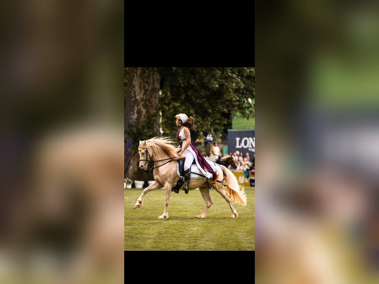 Deutsches Reitpony Wallach 11 Jahre 148 cm Cremello in Mittelbrunn
