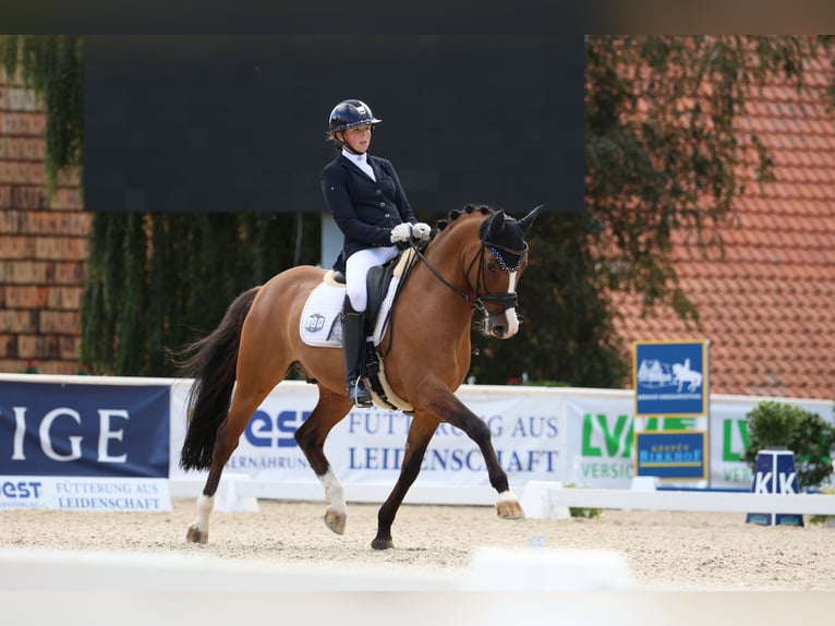 Deutsches Reitpony Wallach 11 Jahre 148 cm in Ladenburg