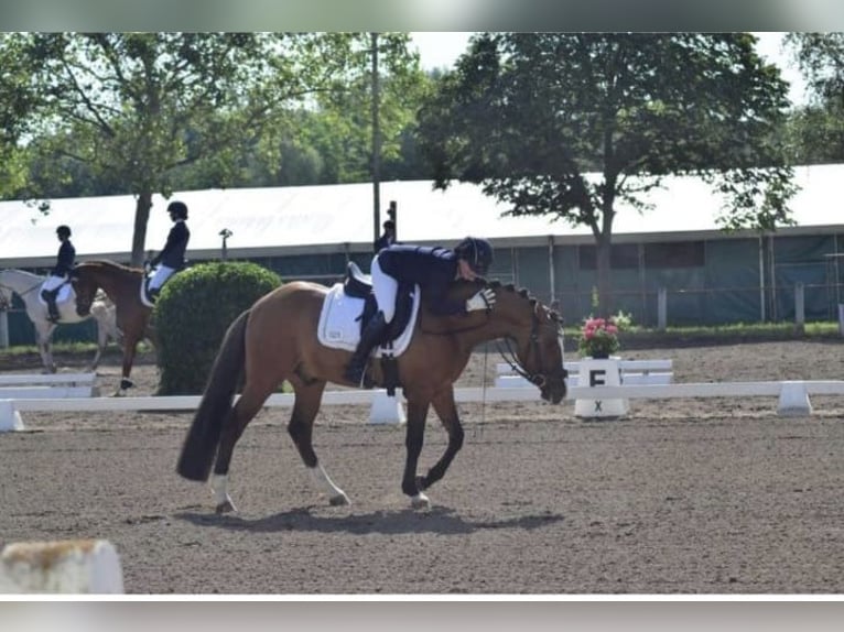 Deutsches Reitpony Wallach 11 Jahre 148 cm in Ladenburg