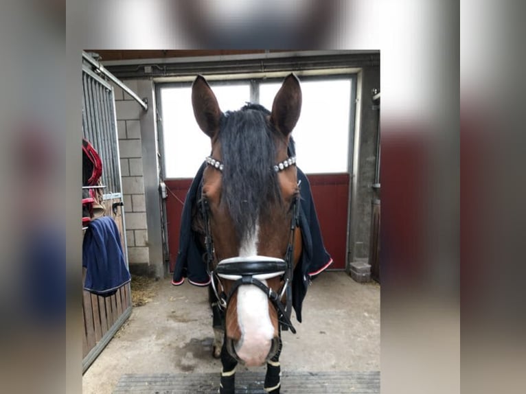 Deutsches Reitpony Wallach 11 Jahre 148 cm in Ladenburg