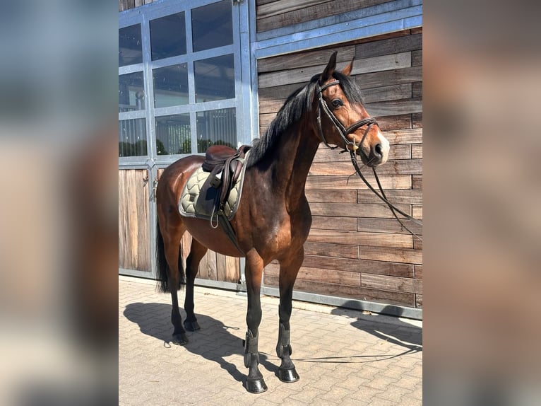 Deutsches Reitpony Wallach 11 Jahre 148 cm Dunkelbrauner in Dahlen