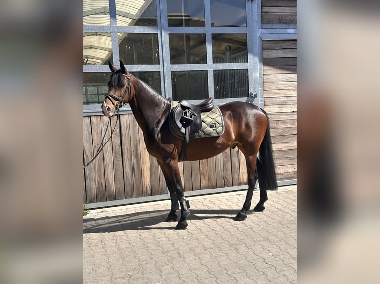 Deutsches Reitpony Wallach 11 Jahre 148 cm Dunkelbrauner in Leipzig