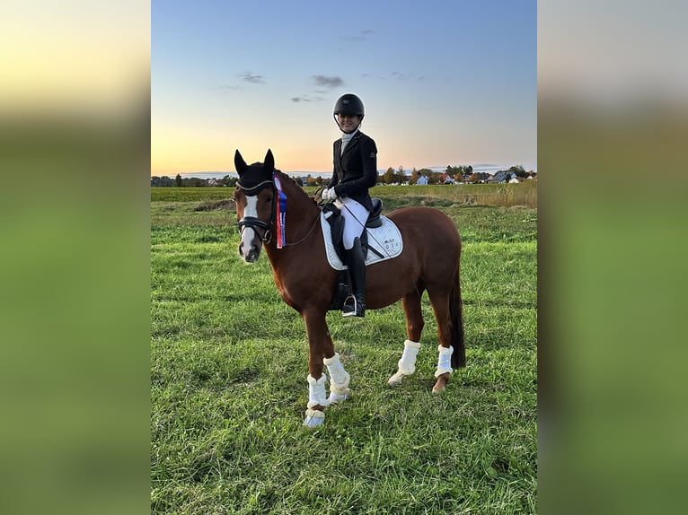 Deutsches Reitpony Wallach 11 Jahre 148 cm Dunkelfuchs in Baldham