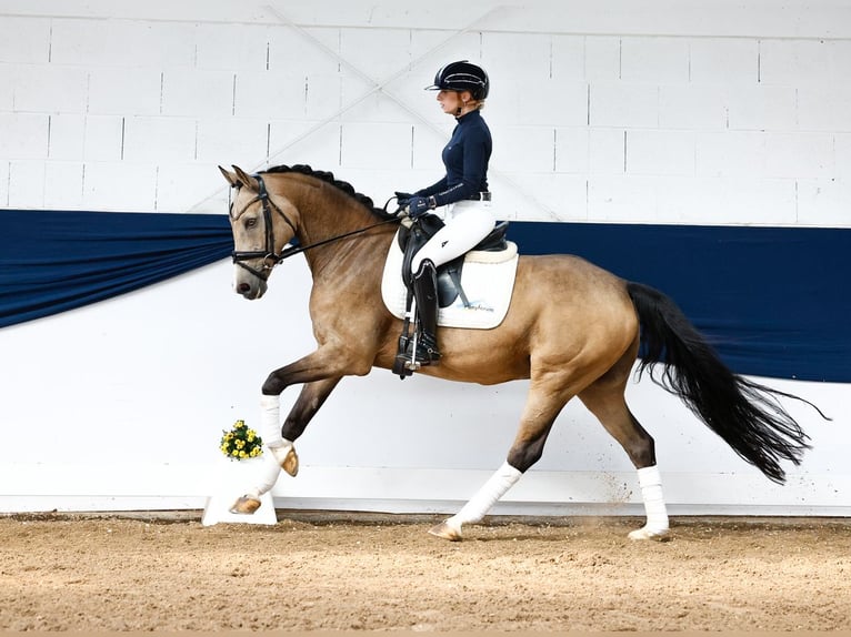 Deutsches Reitpony Wallach 11 Jahre 148 cm Falbe in Marsberg