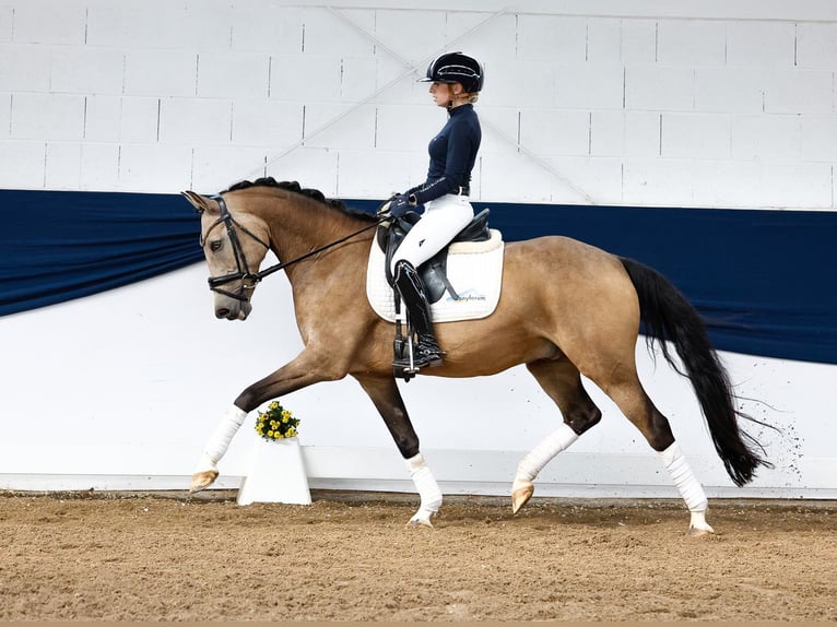 Deutsches Reitpony Wallach 11 Jahre 148 cm Falbe in Marsberg