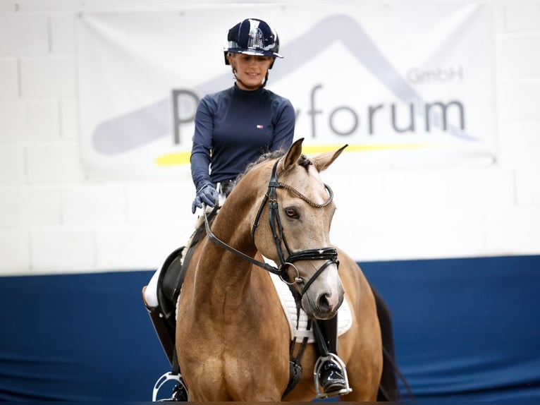 Deutsches Reitpony Wallach 11 Jahre 148 cm Falbe in Marsberg