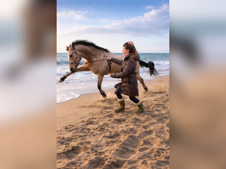 Deutsches Reitpony Wallach 11 Jahre 148 cm Falbe in Ostbevern