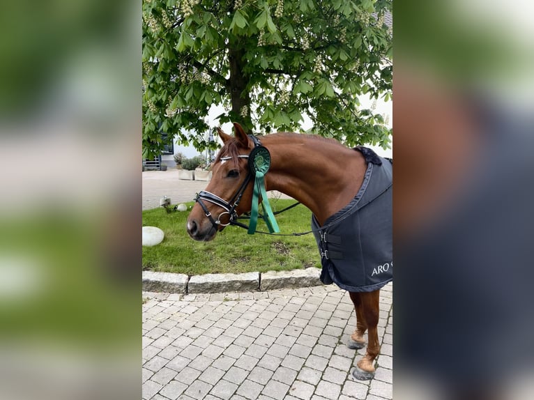 Deutsches Reitpony Wallach 11 Jahre 148 cm Fuchs in Ratingen