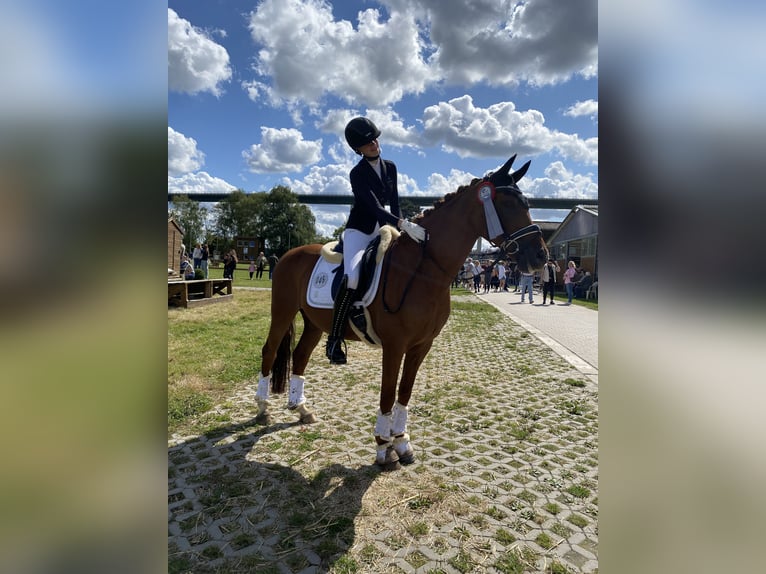 Deutsches Reitpony Wallach 11 Jahre 148 cm Fuchs in Ratingen