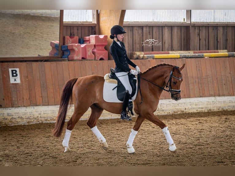 Deutsches Reitpony Wallach 11 Jahre 148 cm Fuchs in Ratingen