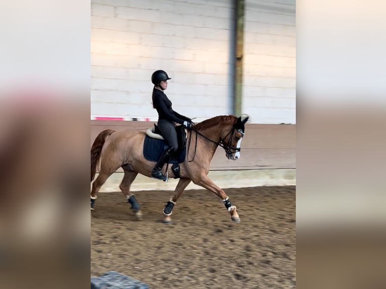 Deutsches Reitpony Wallach 11 Jahre 148 cm Fuchs in Freirachdorf