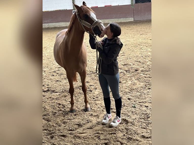 Deutsches Reitpony Wallach 11 Jahre 148 cm Fuchs in Freirachdorf