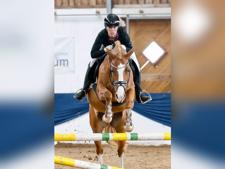 Deutsches Reitpony Wallach 11 Jahre 148 cm Fuchs in Marsberg