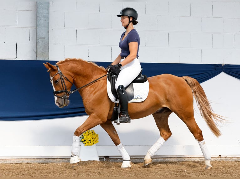 Deutsches Reitpony Wallach 11 Jahre 148 cm Fuchs in Marsberg
