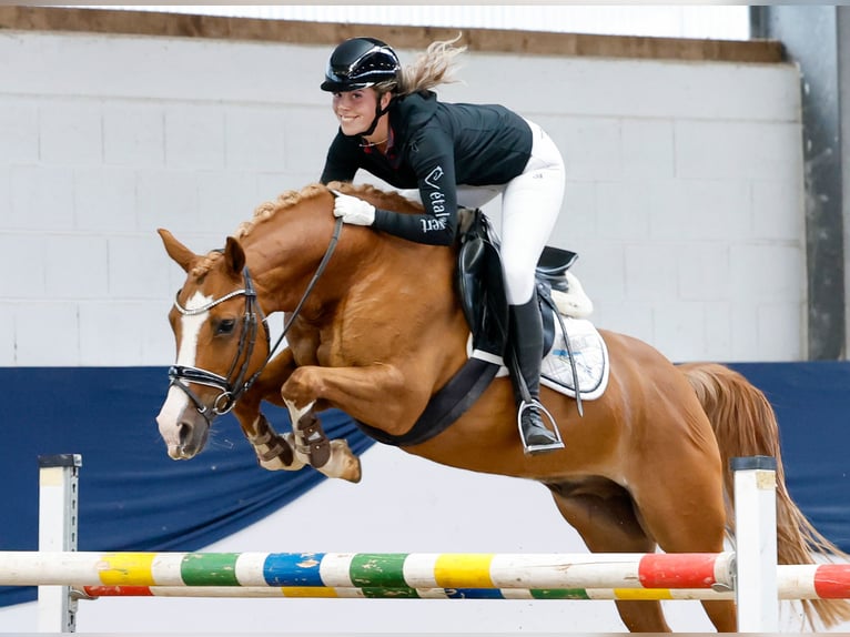 Deutsches Reitpony Wallach 11 Jahre 148 cm Fuchs in Marsberg