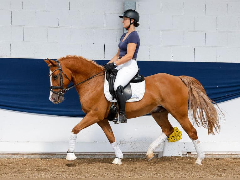 Deutsches Reitpony Wallach 11 Jahre 148 cm Fuchs in Marsberg