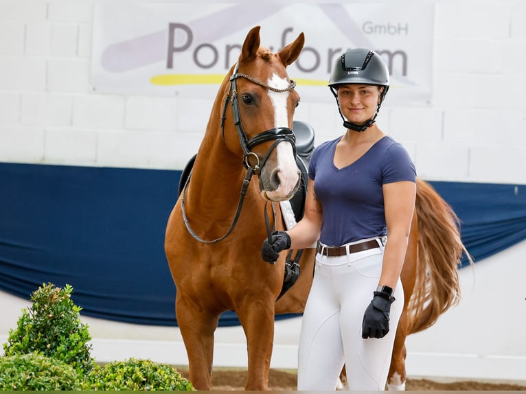 Deutsches Reitpony Wallach 11 Jahre 148 cm Fuchs in Marsberg