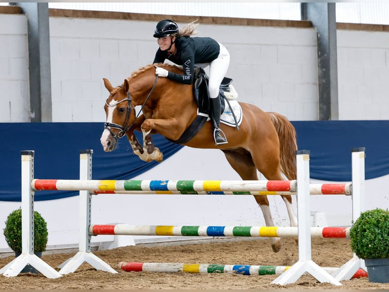 Deutsches Reitpony Wallach 11 Jahre 148 cm Fuchs in Marsberg