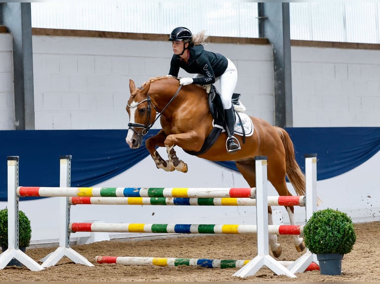 Deutsches Reitpony Wallach 11 Jahre 148 cm Fuchs in Marsberg