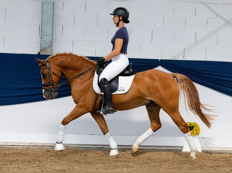 Deutsches Reitpony Wallach 11 Jahre 148 cm Fuchs in Marsberg