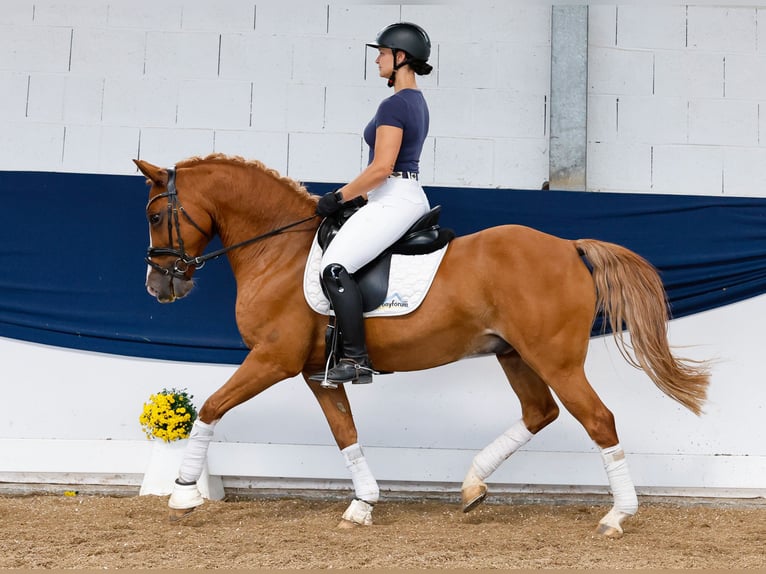 Deutsches Reitpony Wallach 11 Jahre 148 cm Fuchs in Marsberg