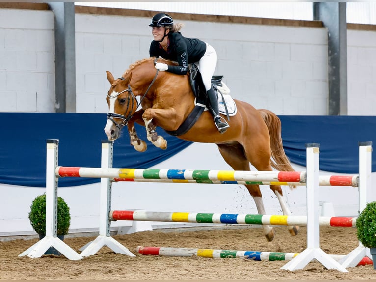 Deutsches Reitpony Wallach 11 Jahre 148 cm Fuchs in Marsberg