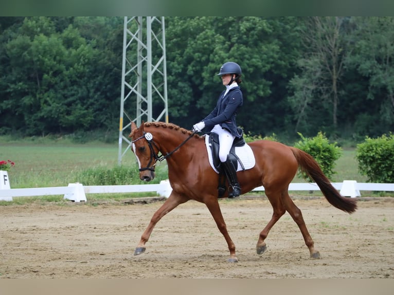 Deutsches Reitpony Wallach 11 Jahre 148 cm Fuchs in Viersen