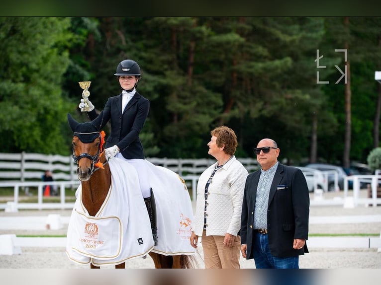 Deutsches Reitpony Wallach 11 Jahre 148 cm Fuchs in Warszawa