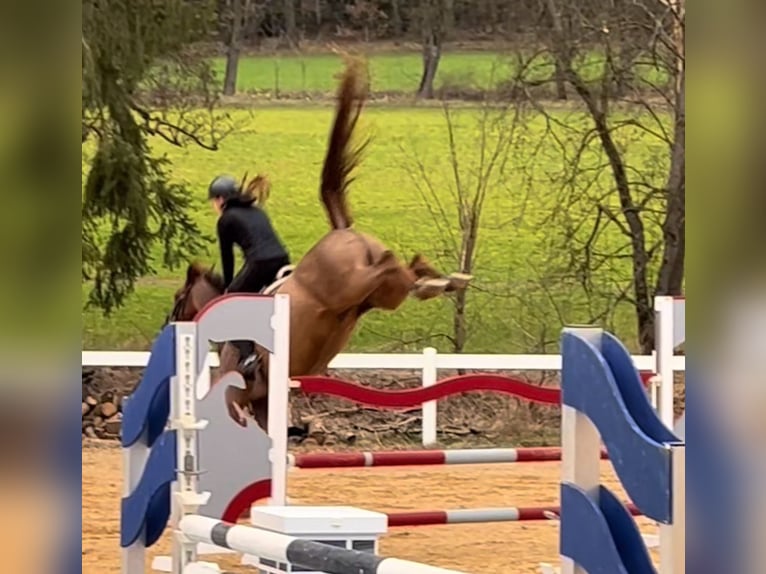 Deutsches Reitpony Wallach 11 Jahre 148 cm Fuchs in Burgkunstadt
