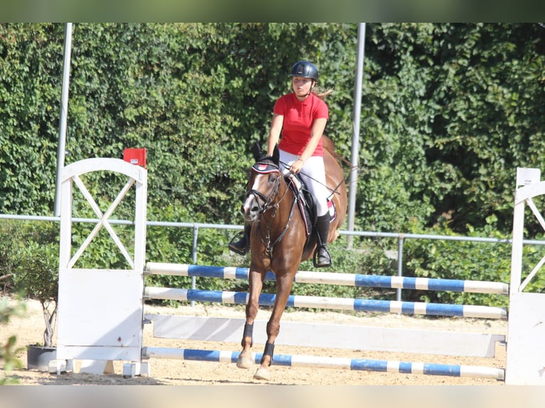 Deutsches Reitpony Wallach 11 Jahre 148 cm Fuchs in Burgkunstadt